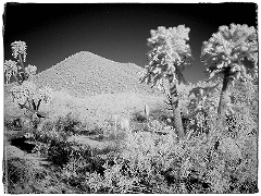 Tucson Landscape